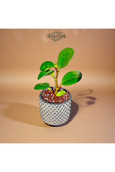 BitkiTÜRK Dekoratif Saksıda Baby Peperomia Obsitifulia 25cm Salon Bitkisi