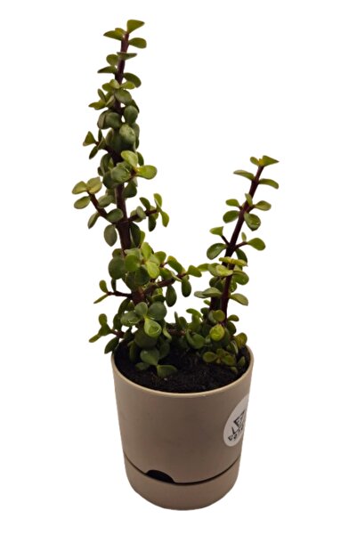 CAN PARA AĞAÇI ÇİÇEĞİ BİTKİSİ ( PARA BEREKET BOLLUK ŞANS ÇİÇEĞİ ) (Crassula o...