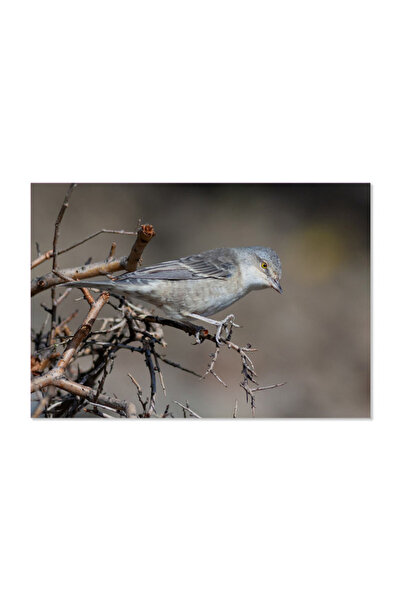 Printoot لوحة فنية مطبوعة على قماش، طائر هادئ على غصن، صورة فوتوغرافية طبيعية، ديكور منزلي عصري بسيط