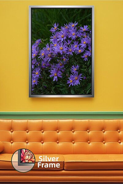 KOSS Dijital Flori de aster mov Fotografie în câmp natural, colorată, detalia...