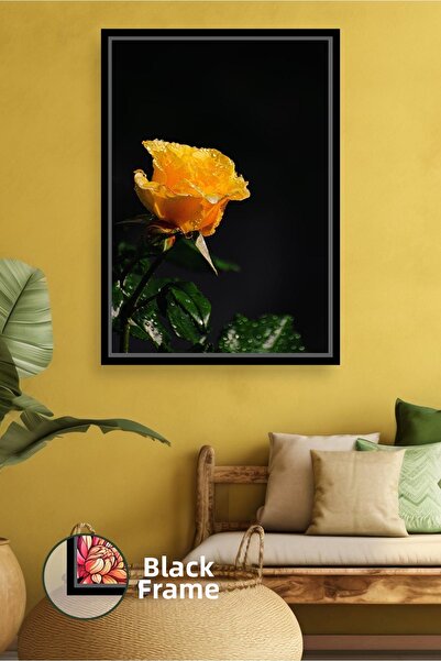 KOSS Dijital Picătură de apă cu trandafir galben cu fundal negru Decor elegan...