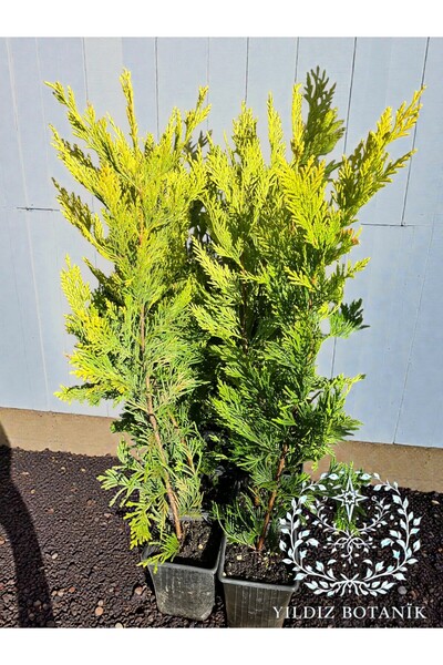 YILDIZ BOTANİK 10 Adet Goldrider Çam Ağacı Çit Bitkisi Altuni Leylandi Fidanı...