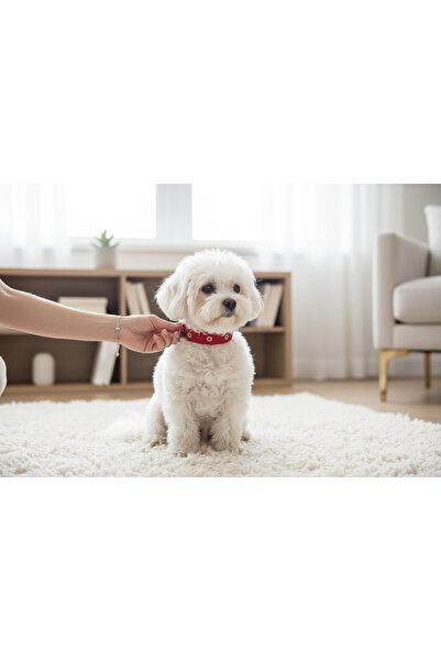 shop مقود للكلاب الصغيرة الحجم