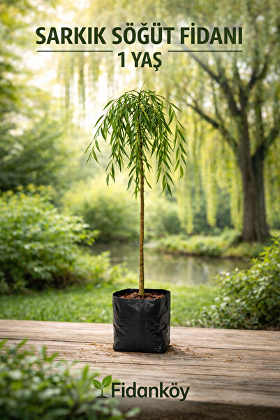 FİDANKÖY SARKIK SÖĞÜT FİDANI