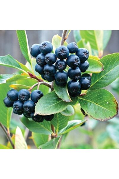 FİDANKÖY Aronya Fidanı Saksılı/tüplü