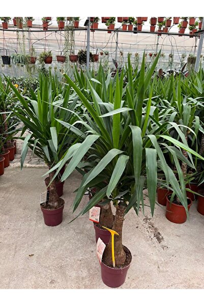 GREENVILA Yuka Çiçeği Tekli 90–100 Cm | Yucca Salon ve Ofis İç Mekan Bitkisi