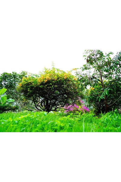 Zumzeria Pictură pe pânză Panoramă cu colț de natură, 80x50cm, canvaspainting...