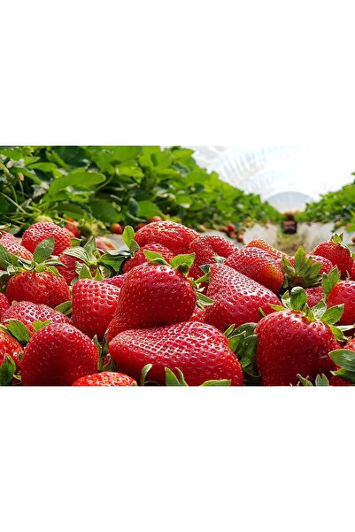 Zumzeria Pictură pe pânză Recolta de căpșuni, 80x50cm, canvas936,