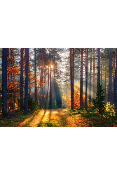 Zumzeria Tablou Canvas Raze de soare prin copacii de toamnă, 80x50cm, tablouc...