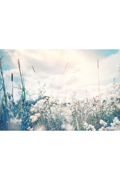 Zumzeria Tablou Canvas Raze de soare pe câmpul cu flori albe, 80x50cm, tablou...