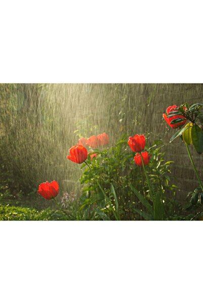 Zumzeria Tablou Pânză Ploaie de Primăvară Căzând Pe Frumoasele Lalele Roșii, ...