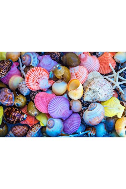 Zumzeria Tablou Canvas Colorful Sea Shells In Different Shapes, 80x50cm, tabl...