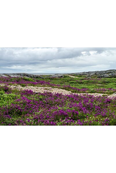 Zumzeria Tablou Canvas Manitoba Blooming Fields Under The Clouds, 80x50cm, ta...