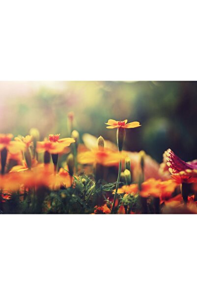 Zumzeria Canvas Painting Beautiful Daffodils, 80x50cm, canvas820,