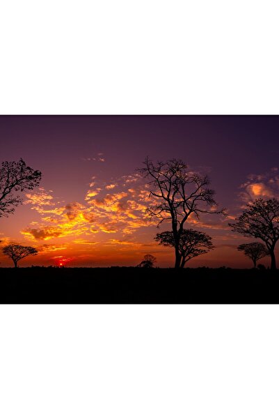 Zumzeria Pictură pe pânză Apus de soare peste copaci în Africa, 80x50cm, canv...