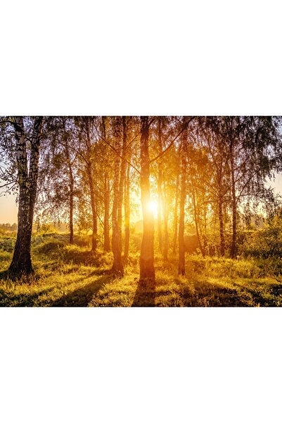 Zumzeria Pictură pe pânză Răsărit de soare într-o pădure de mesteceni, 80x50c...