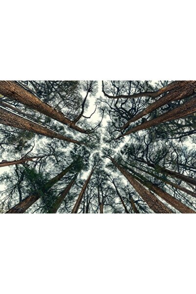 Zumzeria Tablou pânză cu privirea în sus spre copaci, 80x50cm, tabloucanvas198,