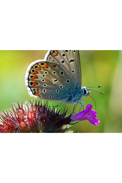 Zumzeria Tablou Canvas Frumusețea unui fluture stând pe o floare, 80x50cm, ta...