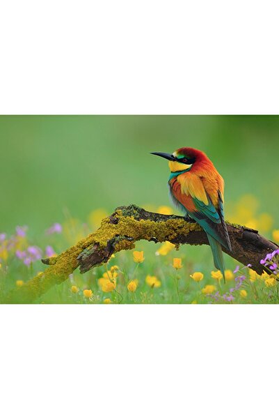 Zumzeria Tablou Canvas Beautiful Multi-Colored Bird On A Branch, 80x50cm, tab...