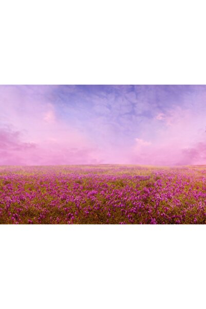 Zumzeria Tablou Canvas Câmp roz uimitor în vară, 80x50cm, tabloucanvas1075,
