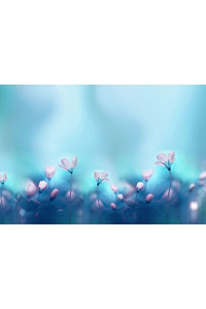 Zumzeria Таблу платно Бели иглики на красив син фон, 80x50см, tabuloucanvas399