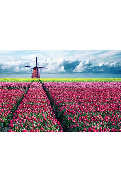 Zumzeria Tablou Canvas Frumoasa Olanda cu Câmpuri de Lalele, 80x50cm, tablouc...
