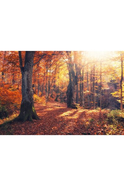 Zumzeria Tablou Canvas Vivid Autumn Morning In Colorful Forest, 80x50cm, tabl...