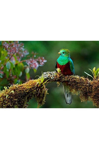 Zumzeria Pictură pe pânză Pasăre frumoasă pe o creangă, 80x50cm, tableaucanva...