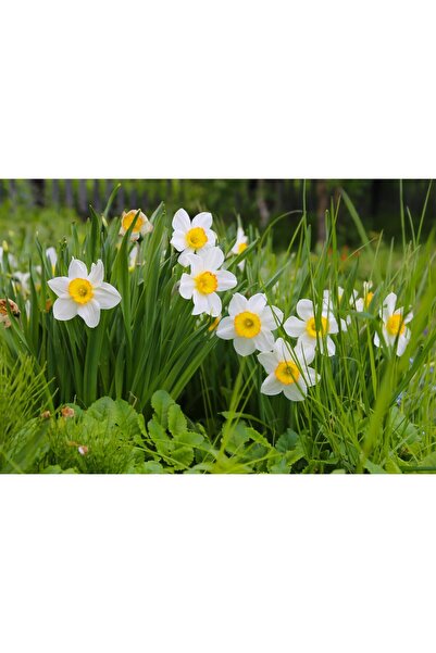 Zumzeria Tablou pânză Grădină cu narcise frumoase, 80x50cm, tabloucanvas1132,