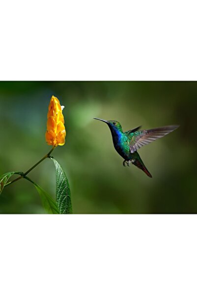 Zumzeria Pictură pe pânză Scenă frumoasă de pasăre albastră, 80x50cm, pictură...