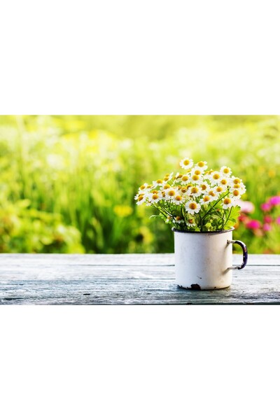 Zumzeria Pictură pe pânză cu un ghiveci de mușețel frumos, 80x50cm, canvas56,