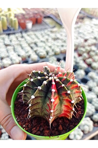 cantropikal Gymnocalycium Mihanovichii Variegata Nadir Kaktüs Sukulent No:1