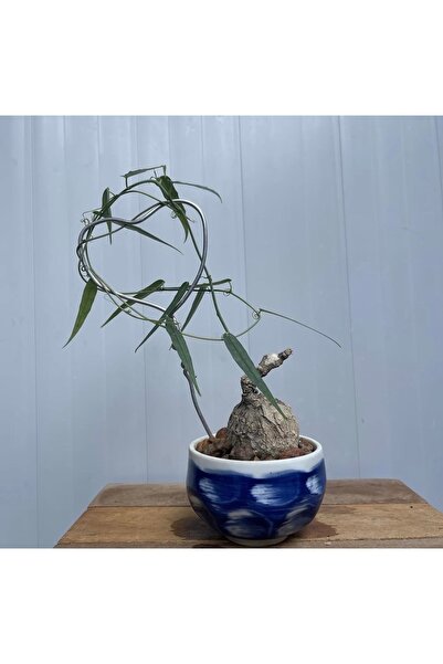 ATLANTE CACTUS Adenia penangiana (G.Don) W.J. de Wilde - Nadir tür kolleksiyo...