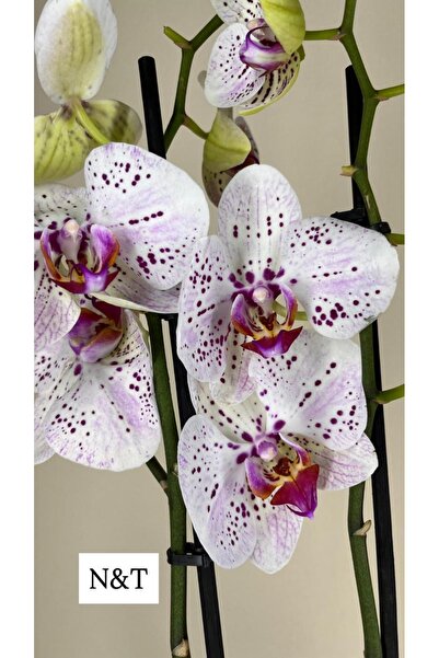 Nemesis Phalaenopsis Goya İthal Çift Dal Orkide (N&T)