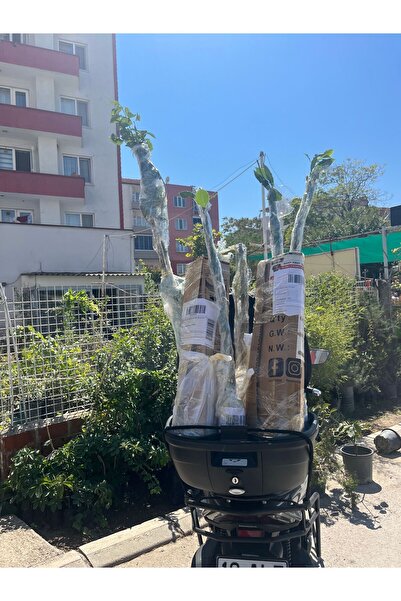 Bahçem Fidancılık Fındık Fidanı