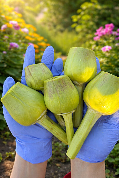 enginar mevsimi "tarladan sofranıza, doğru adres" Günlük Soyulmuş Kalp Aydın ...