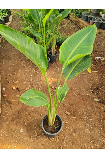 YAĞMUR FİDANCILIK Starliçe-Nicolai Beyaz Cennet Kuşu çiçeği