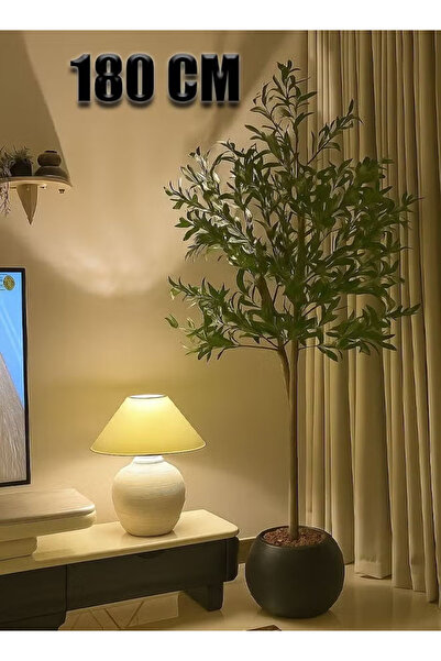 Cady One An 180cm tall olive tree with a large, attractively designed black p...