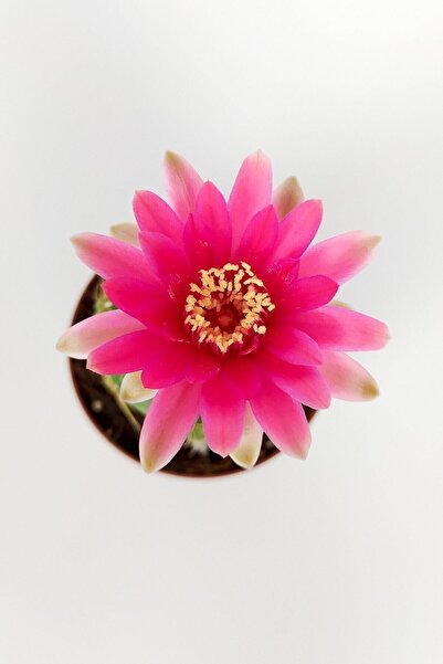 Toptan Kaktüs Gymnocalycium Baldianum Göz Alıcı Pembe Çiçekli Özel Tür Kaktüs