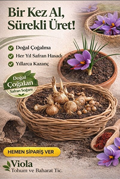 Greenherb Safran Fidesi köklü saksıda