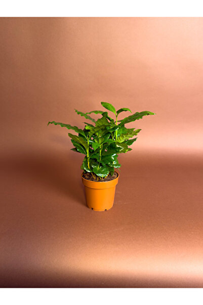 KUK PEYZAJ Kahve Bitkisi (Coffea arabica) – 22 cm – Kompakt Yapraklı Form