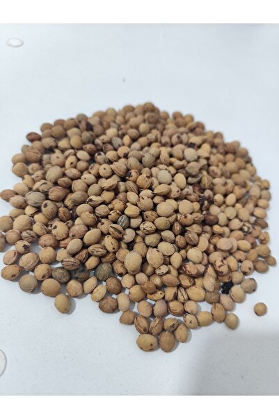 TODO HOME Kiraz Çekirdeği Yıkanmış 5 kg