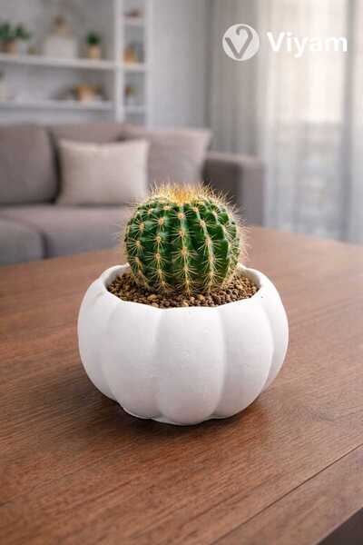 VİYAM Kabak Sukulent Ve Kaktüs Saksısı 3lü (ÇİÇEK DAHİL DEĞİLDİR)