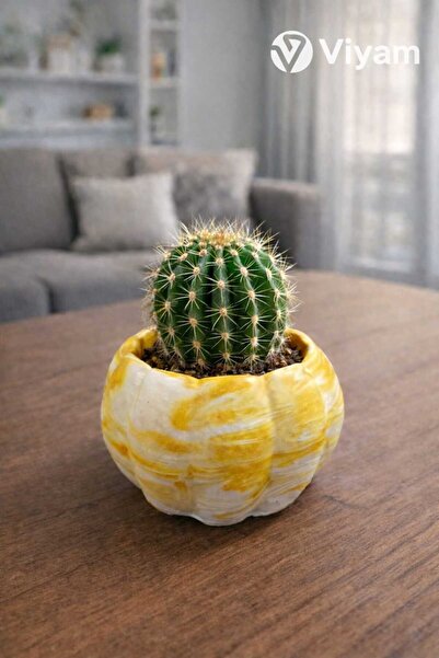 VİYAM Kabak Sukulent Ve Kaktüs Saksısı 3lü (ÇİÇEK DAHİL DEĞİLDİR)