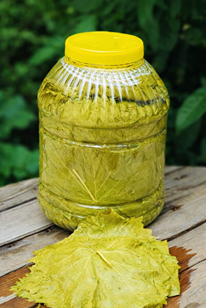 Hünerli Eller Hatay Usulü Salamura Asma Yaprağı – 5 Kg Bidon