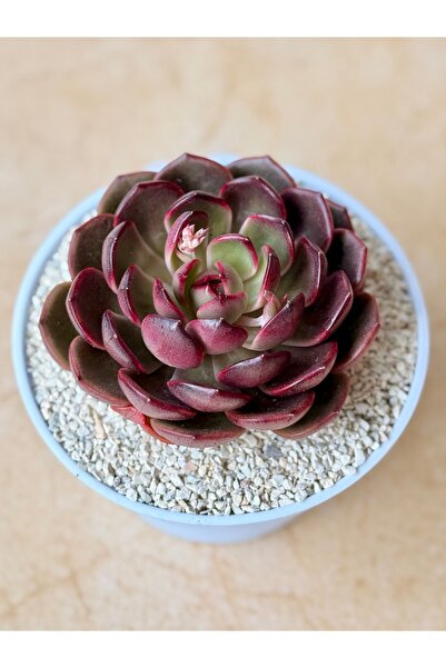 Mialys Premium Seri | Sukulent Echeveria Red Lantern Kırmızı Çiçekli – Beyaz ...
