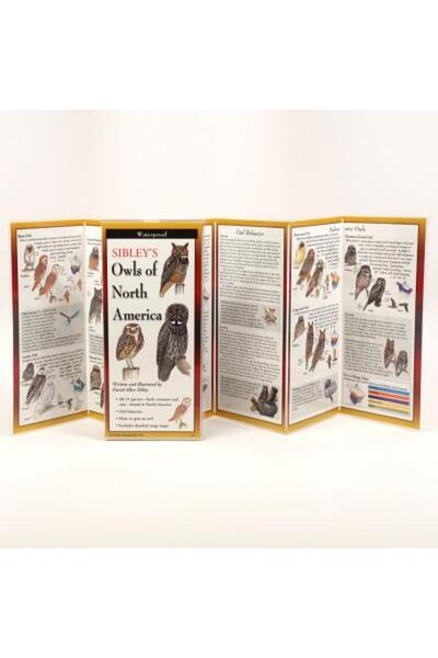 Univ Of Pennsylvania Pr Bufnițele lui Sibley din America de Nord