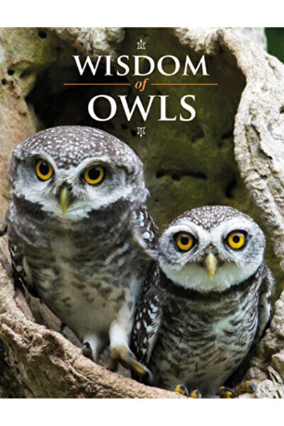 Firefly Books Ltd Înțelepciunea bufnițelor