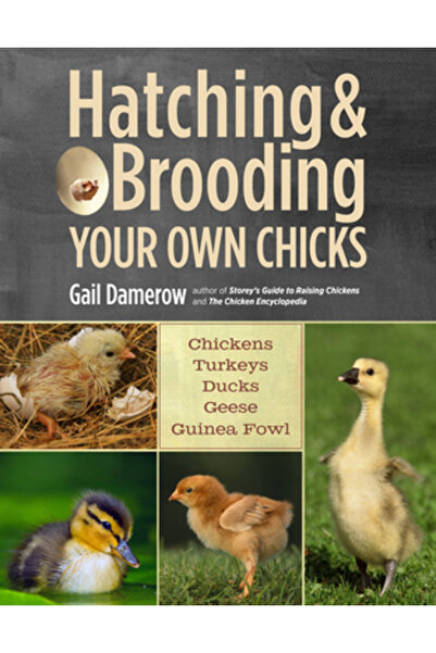 Dodo Pr Eclozarea și clocirea propriilor pui: găini, curcani, rațe, gâște, bi...