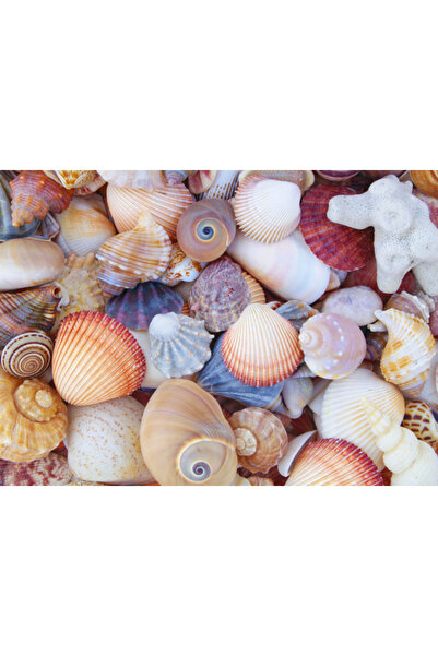 Peter Pauper Puzzle All the Shells cu 1000 de piese